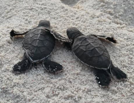 Survei Perdagangan Penyu