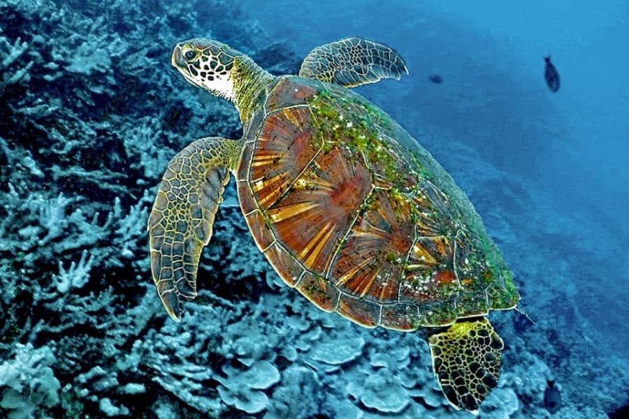 Penyu Hijau berenang di perairan Indonesia